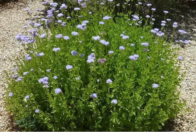 Conoclinium greggii 'Obsession'
