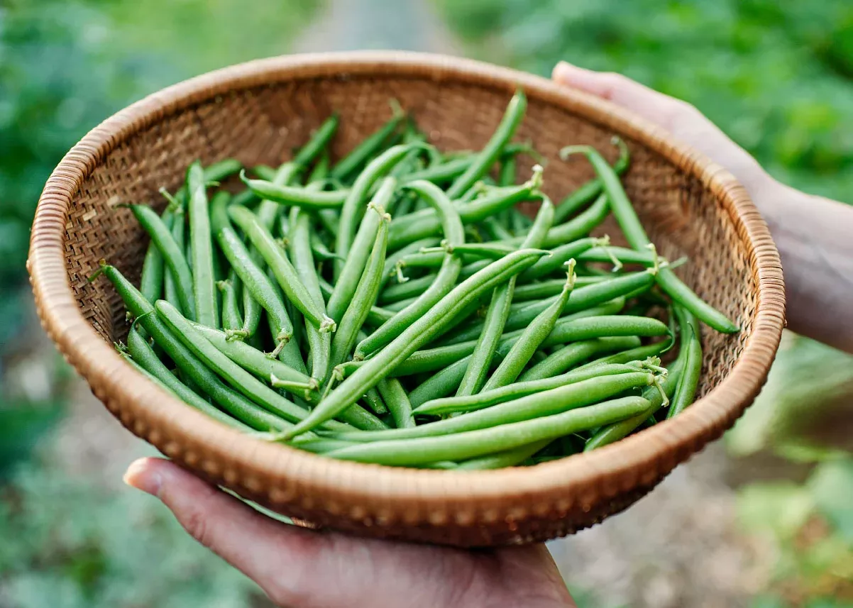 Contender - Organic Bush Bean Seeds
