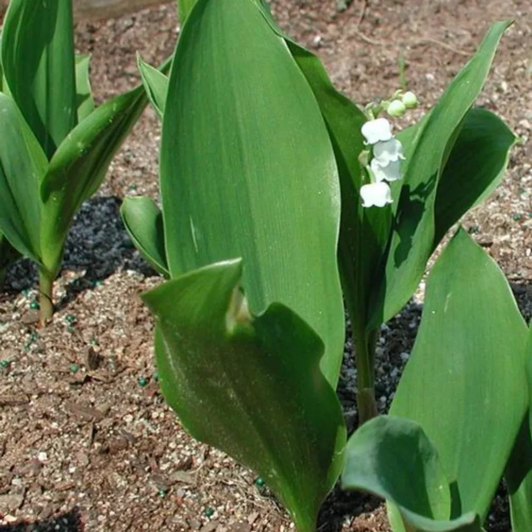 Convallaria Majalis Lily of the Valley Perennial Bulb