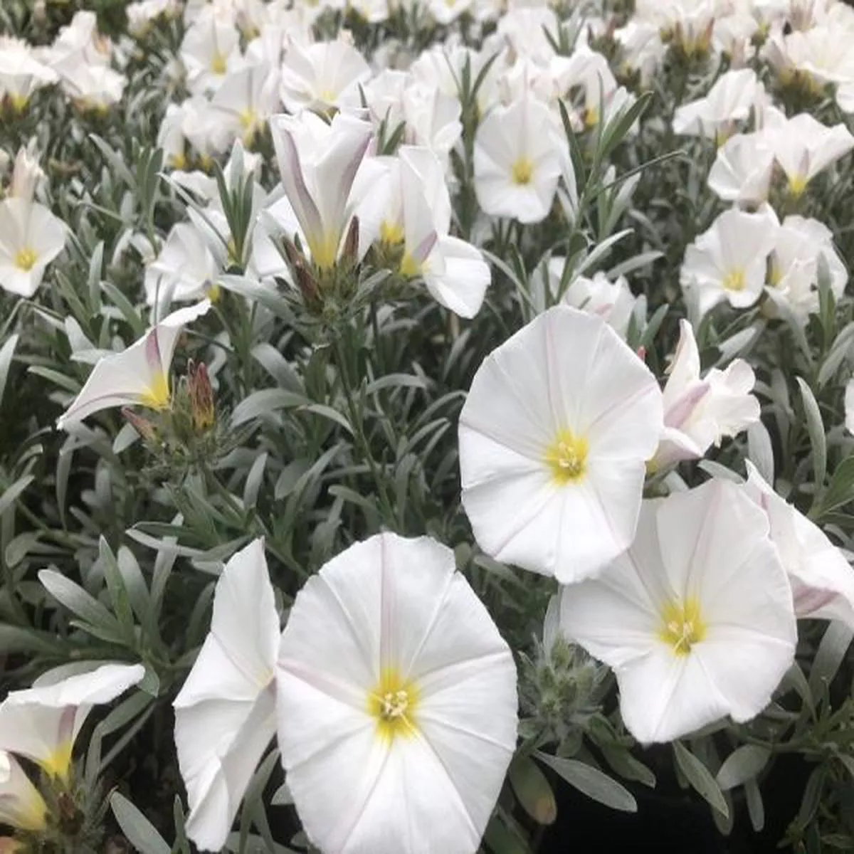 Convolvulus cneorumSilver Bush