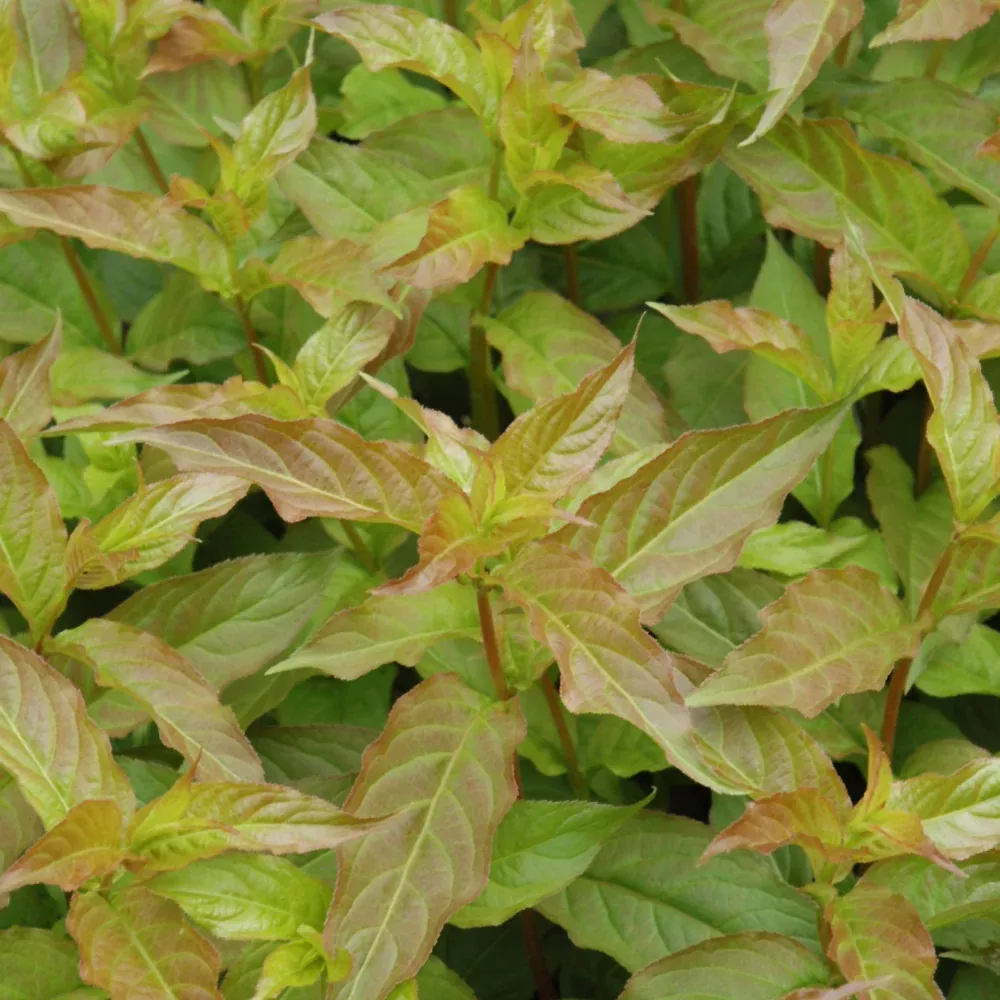Copper Bush Honeysuckle