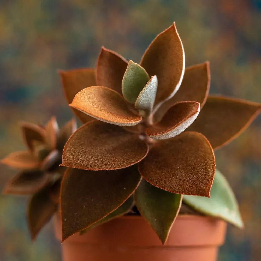 Copper Spoons