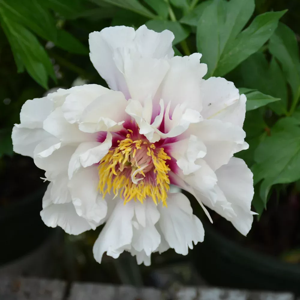Cora Louise Peony