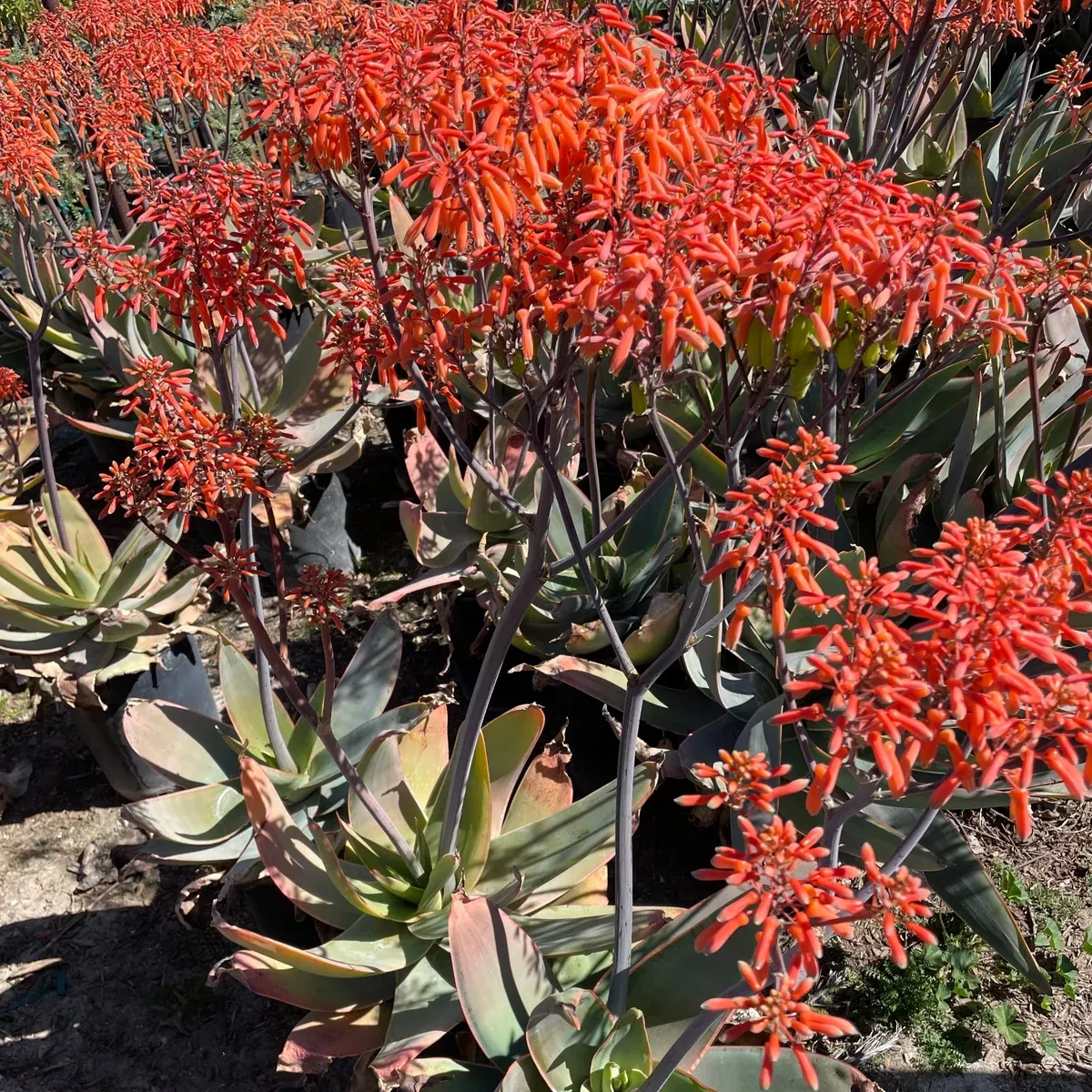 Coral Aloe