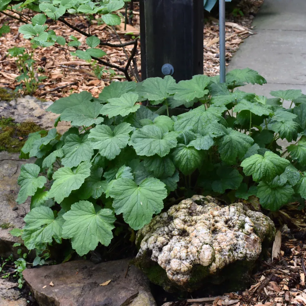 Coral Bells