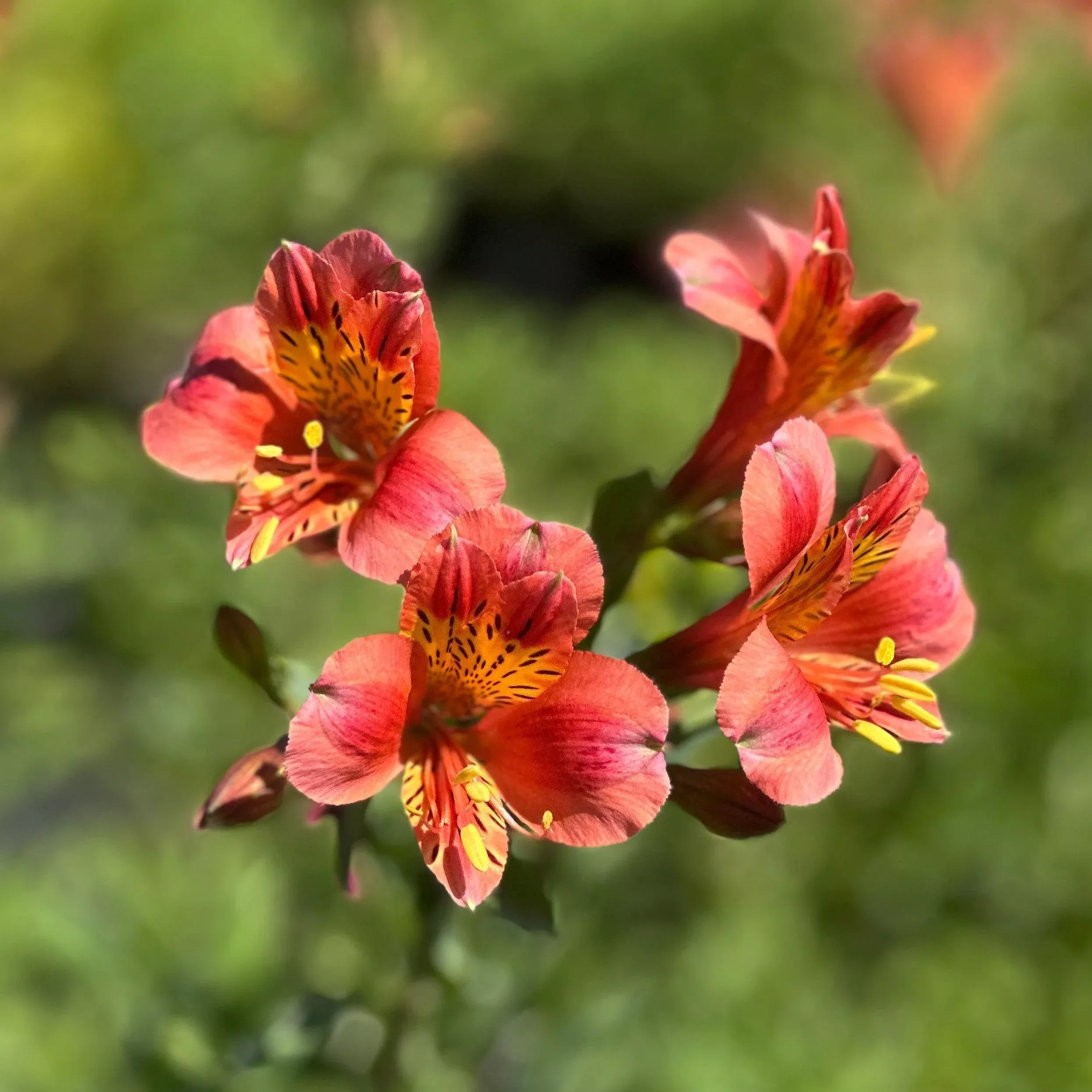 Coral Chaos Peruvian lily