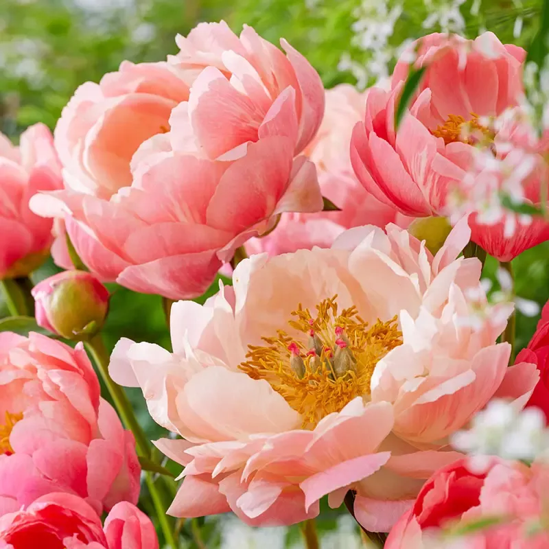 Coral Charm Peony