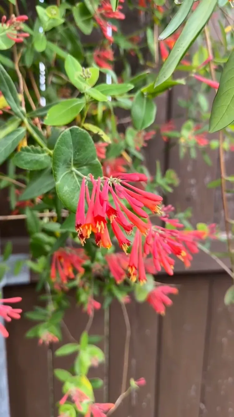 Coral Honeysuckle Vine
