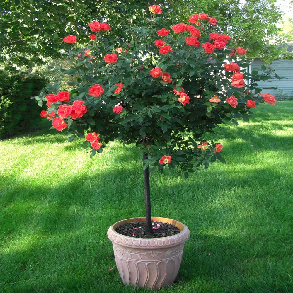 Coral Knock Out Rose Tree