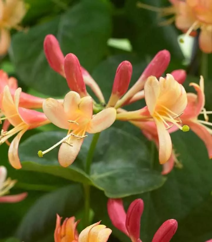 Coral Star Honeysuckle