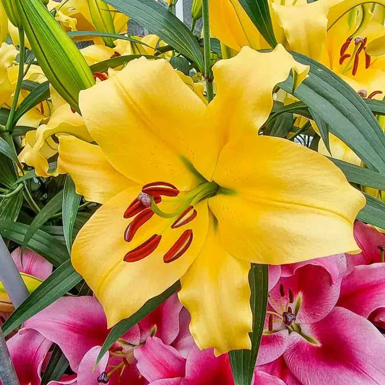 Corcovado Lily Tree