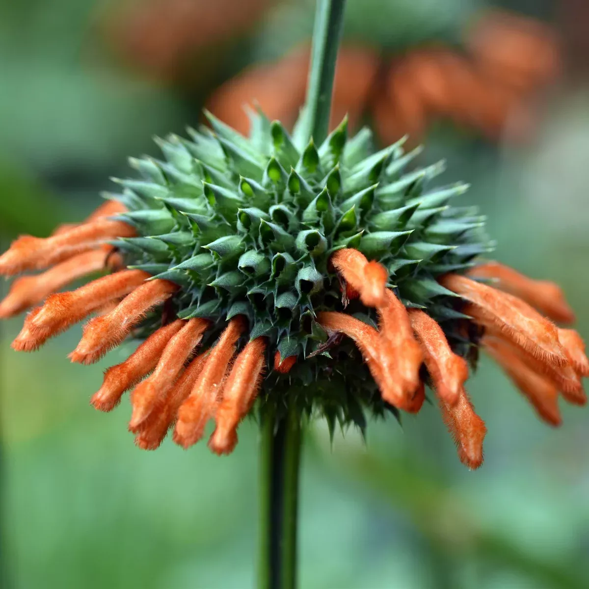 Cordao aka Klip Dagga (Leonotis nepetifolia)