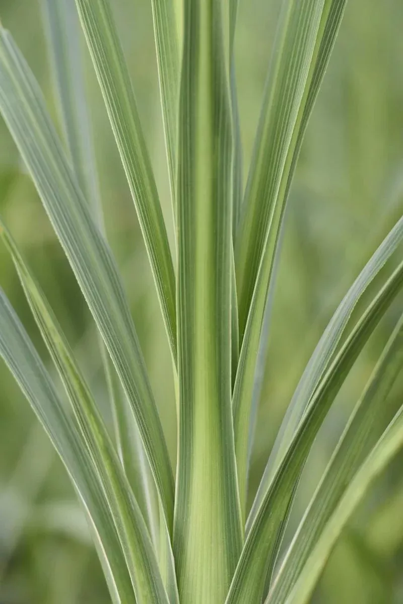 CORDYLINE INDIVISA