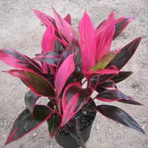 Cordyline Red Sister