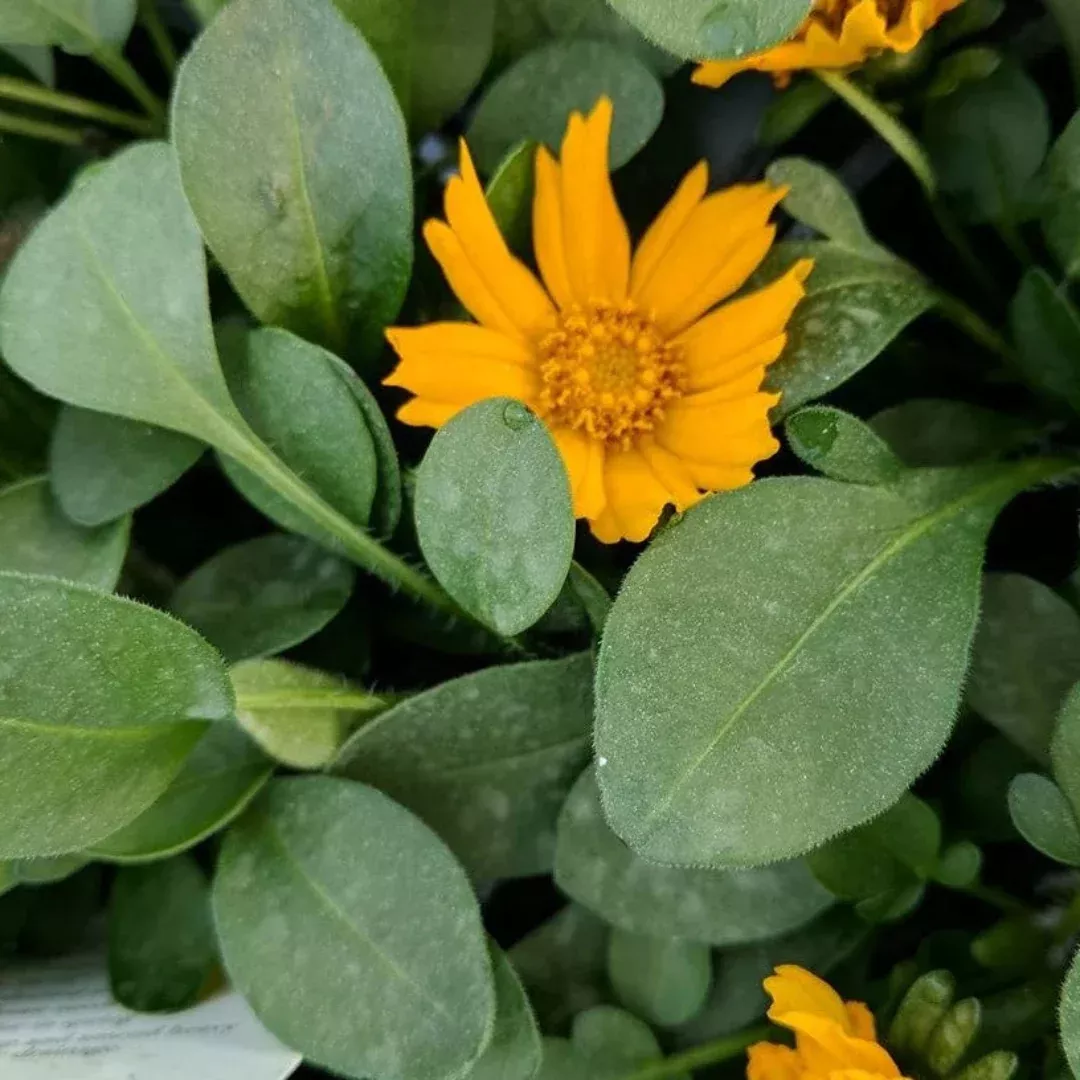 Coreopsis auriculata 'Nana' – Dwarf Tickseed Perennial Plant