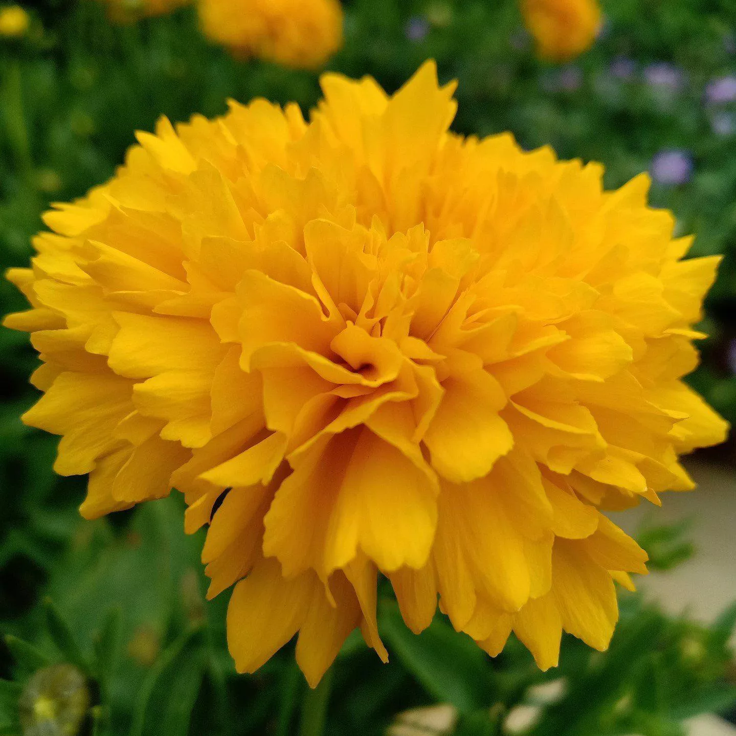 Coreopsis grandiflora 'DCOREO16'- Solanna™ Golden Sphere Tickseed