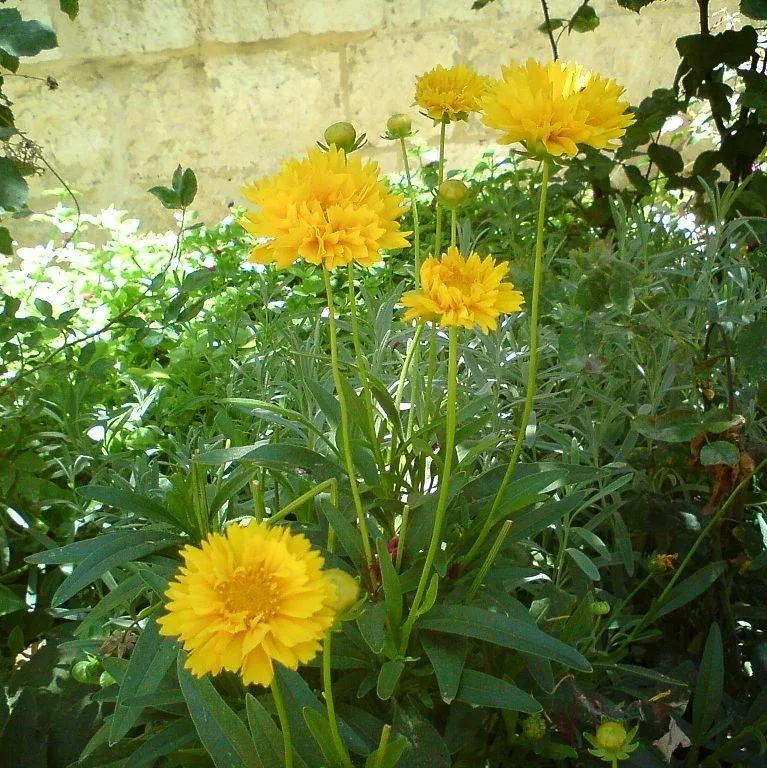 Coreopsis grandiflora 'Early Sunrise'- Early Sunrise Giant Tickseed
