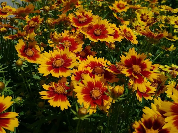 Coreopsis Uptick 'Gold & Bronze' Ppaf Tickseed