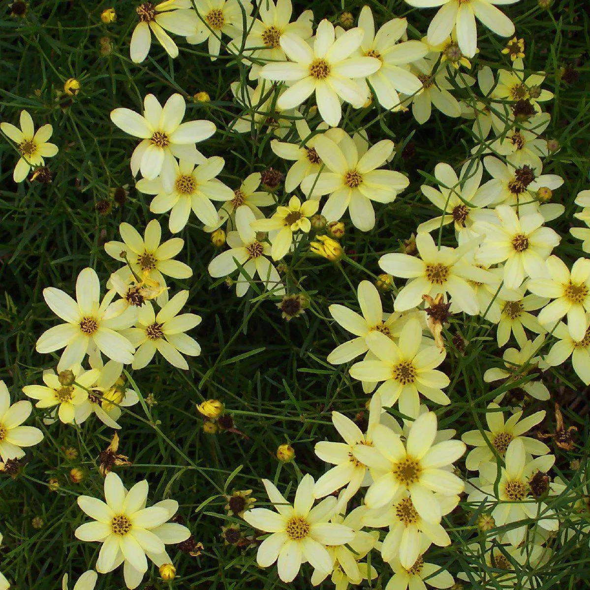 Coreopsis verticillata 'Moonbeam'- Moonbeam Threadleaf Coreopsis