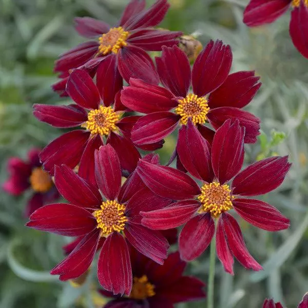 Coreopsis verticillata 'Red Satin'- Permathreads™ Red Satin Coreopsis
