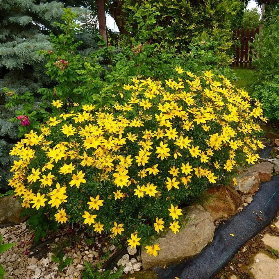 Coreopsis verticillata- Threadleaf Coreopsis