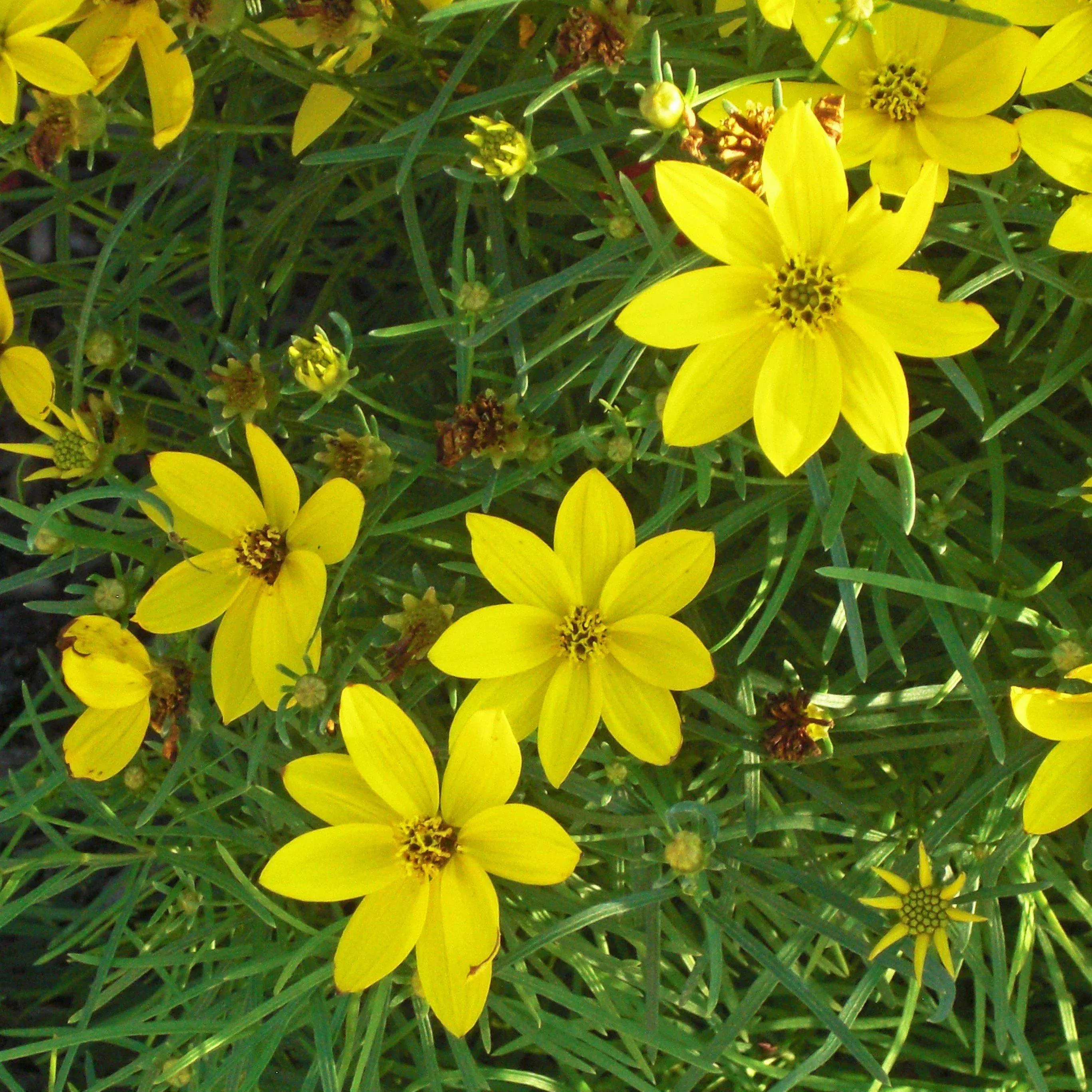 Coreopsis verticillata 'Zagreb'- Zagreb Threadleaf Tickseed