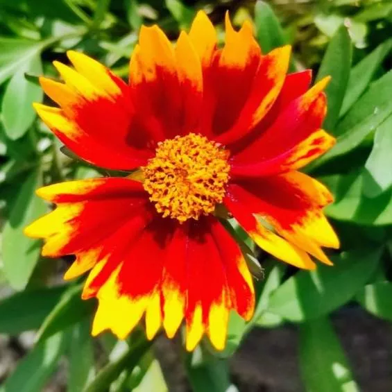 Coreopsis x 'Daybreak'- Lil' Bang™ Daybreak Tickseed