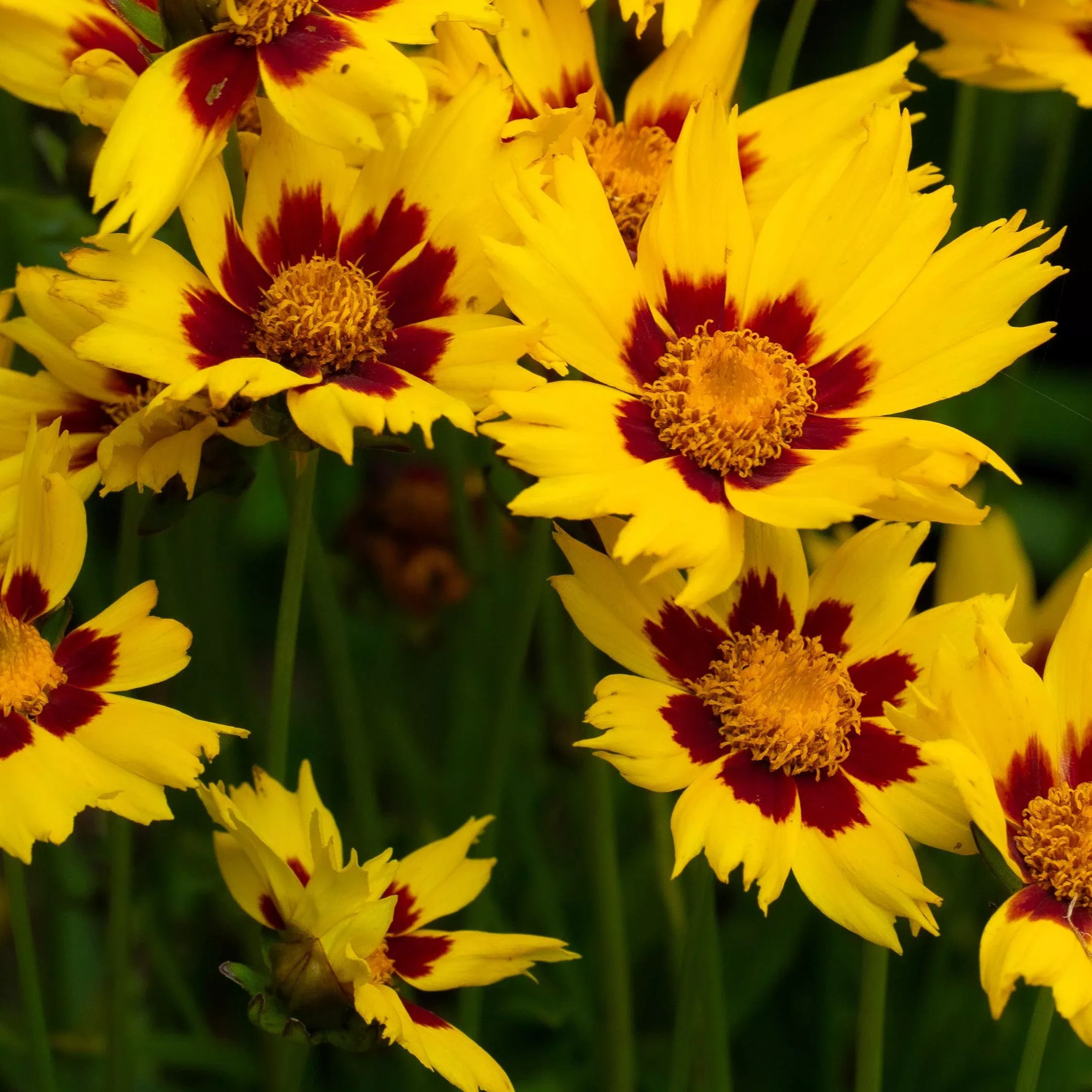Coreopsis x 'Enchanted Eve' PP27857- Lil' Bang™ Enchanted Eve Tickseed