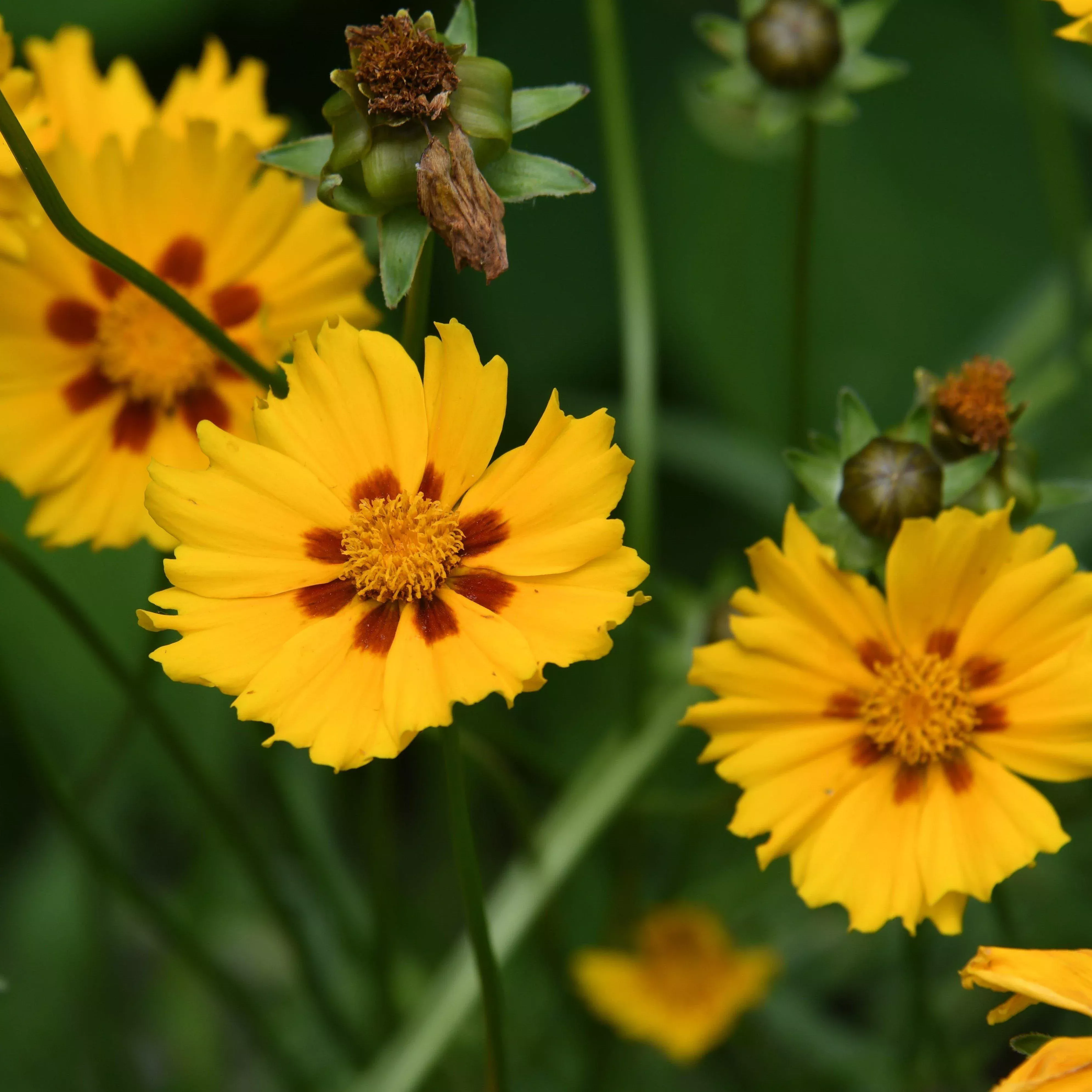 Coreopsis x 'Tequila Sunrise'- Tequila Sunrise Tickseed