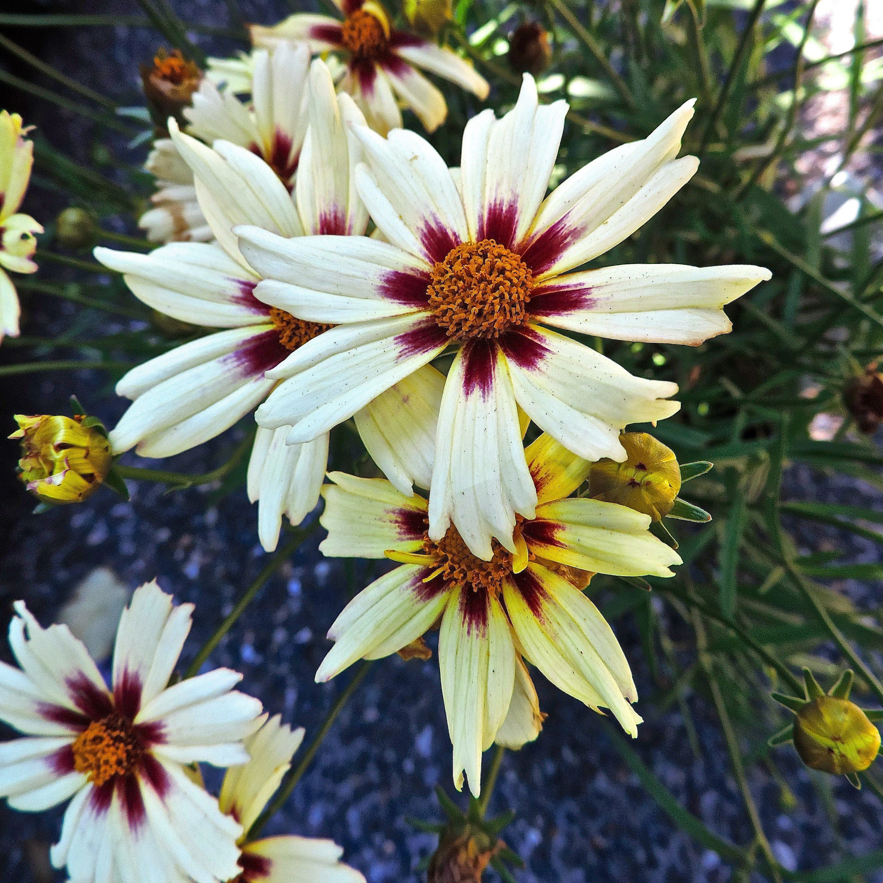 Coreopsis x verticillata 'Starlight'- Lil' Bang™ Starlight Coreopsis