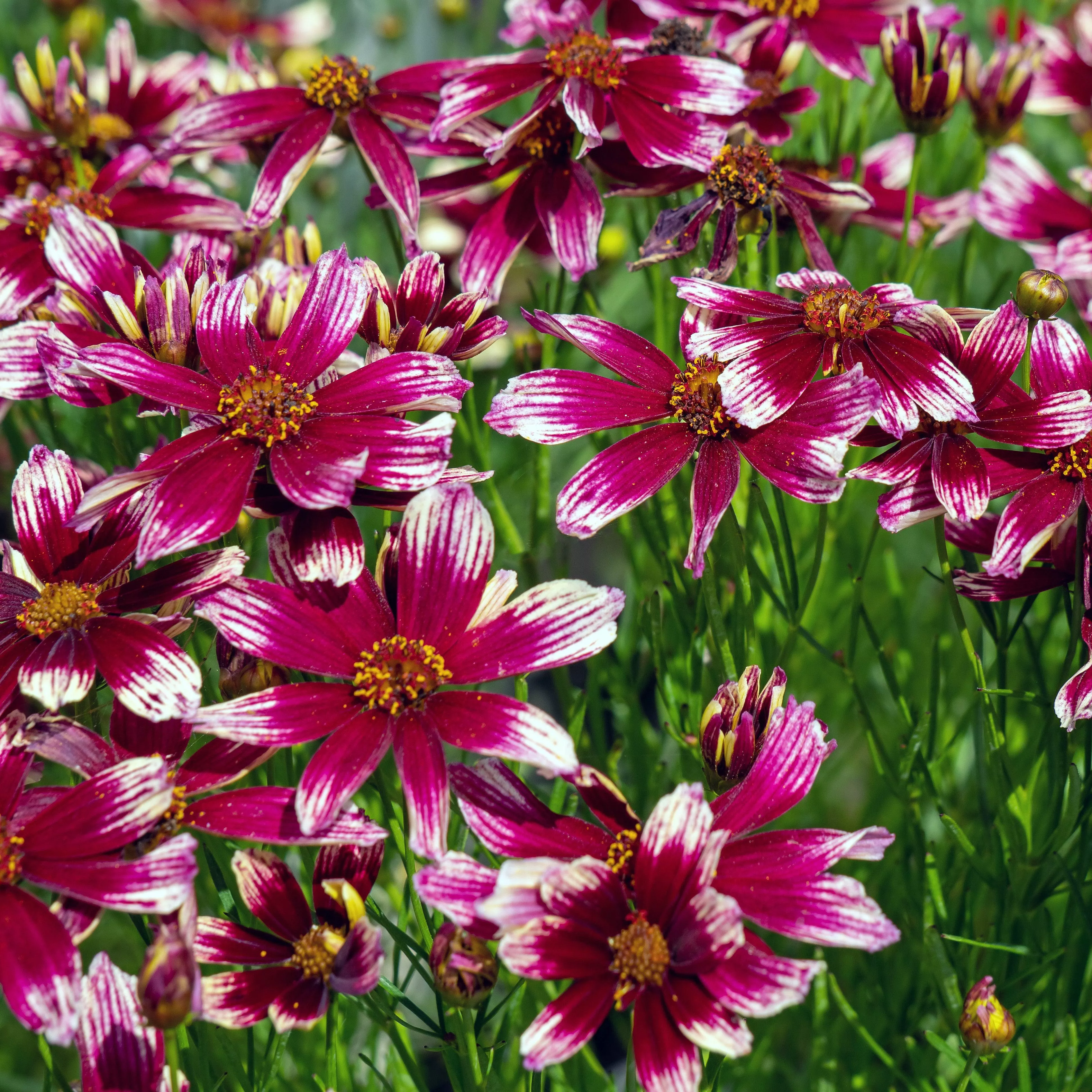 Coreopsis x verticillata 'Starstruck' PP28006- Lil' Bang™ Starstruck Coreopsis