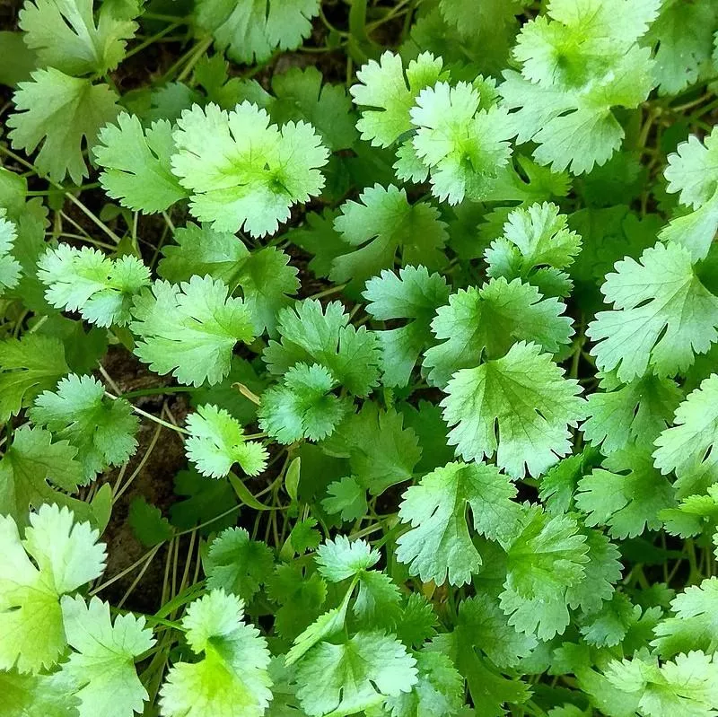 Coriandrum sativum- Cilantro, Coriander