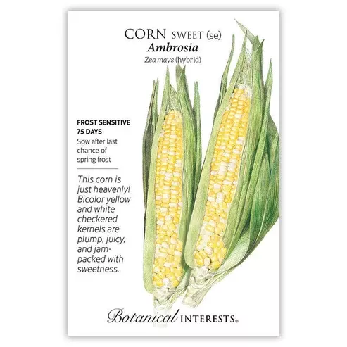 Corn 'Ambrosia'