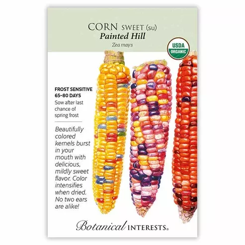 Corn 'Painted Hill'