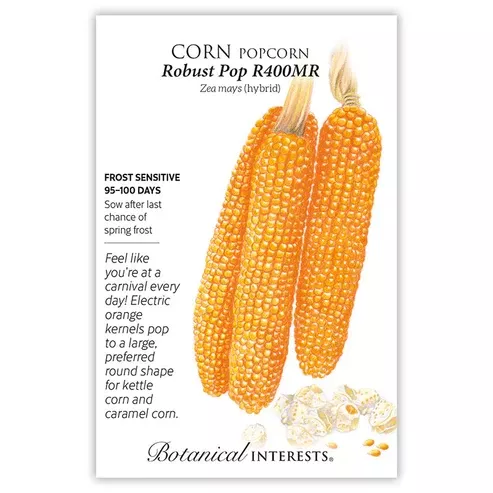 Corn 'Popcorn Robust Pop'