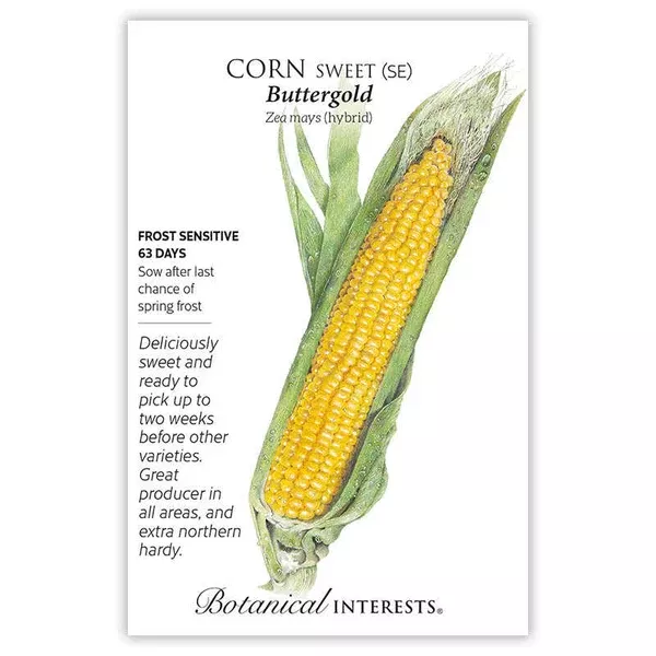 Corn Sweet seeds ʻButtergoldʻ