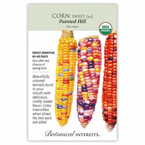 Corn Sweet seeds 'Painted Hill Multicolor'