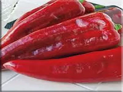 Corno di Toro Pepper (1928)