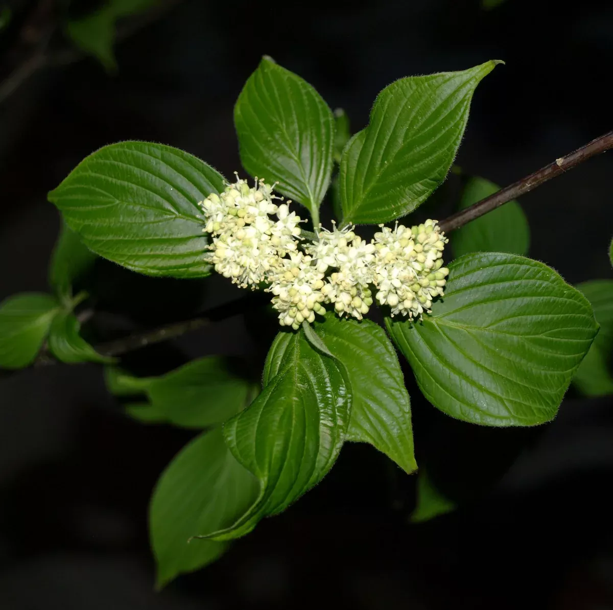 Cornus alternifolia Seeds - Pagoda Dogwood