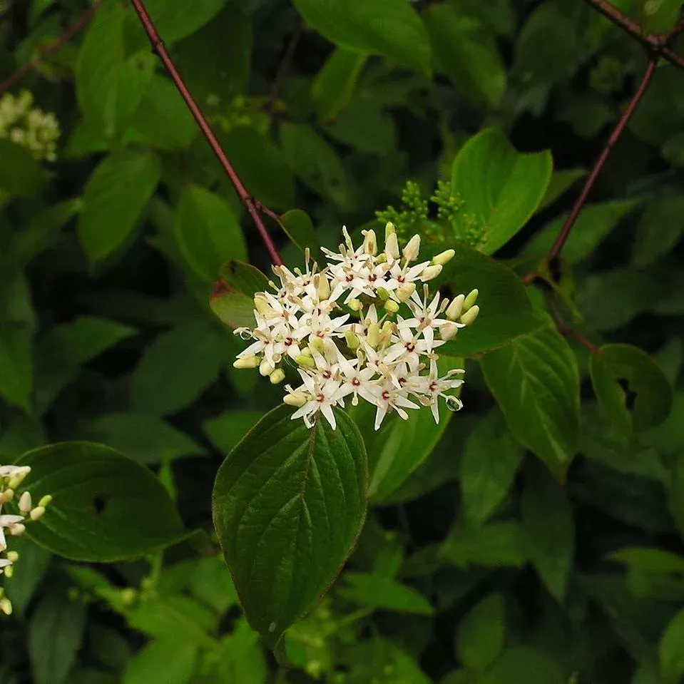 Cornus amomum- Silky Dogwood