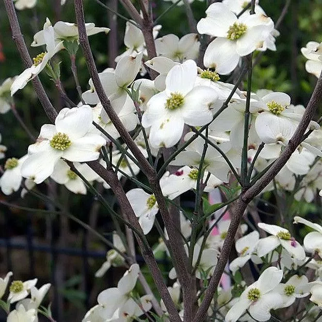 Cornus florida 'Cloud Nine'- Cloud Nine Dogwood