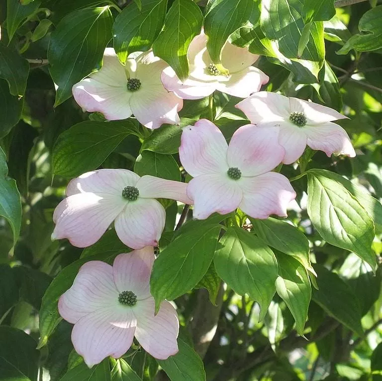 Cornus florida 'Comco No. 1'- Cherokee Brave Dogwood