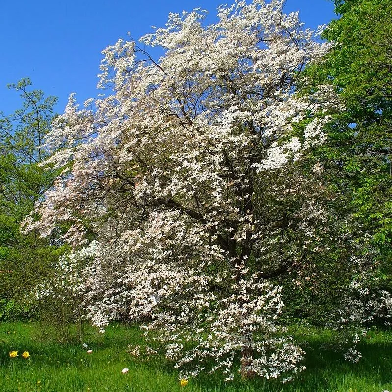 Cornus florida- Flowering Dogwood