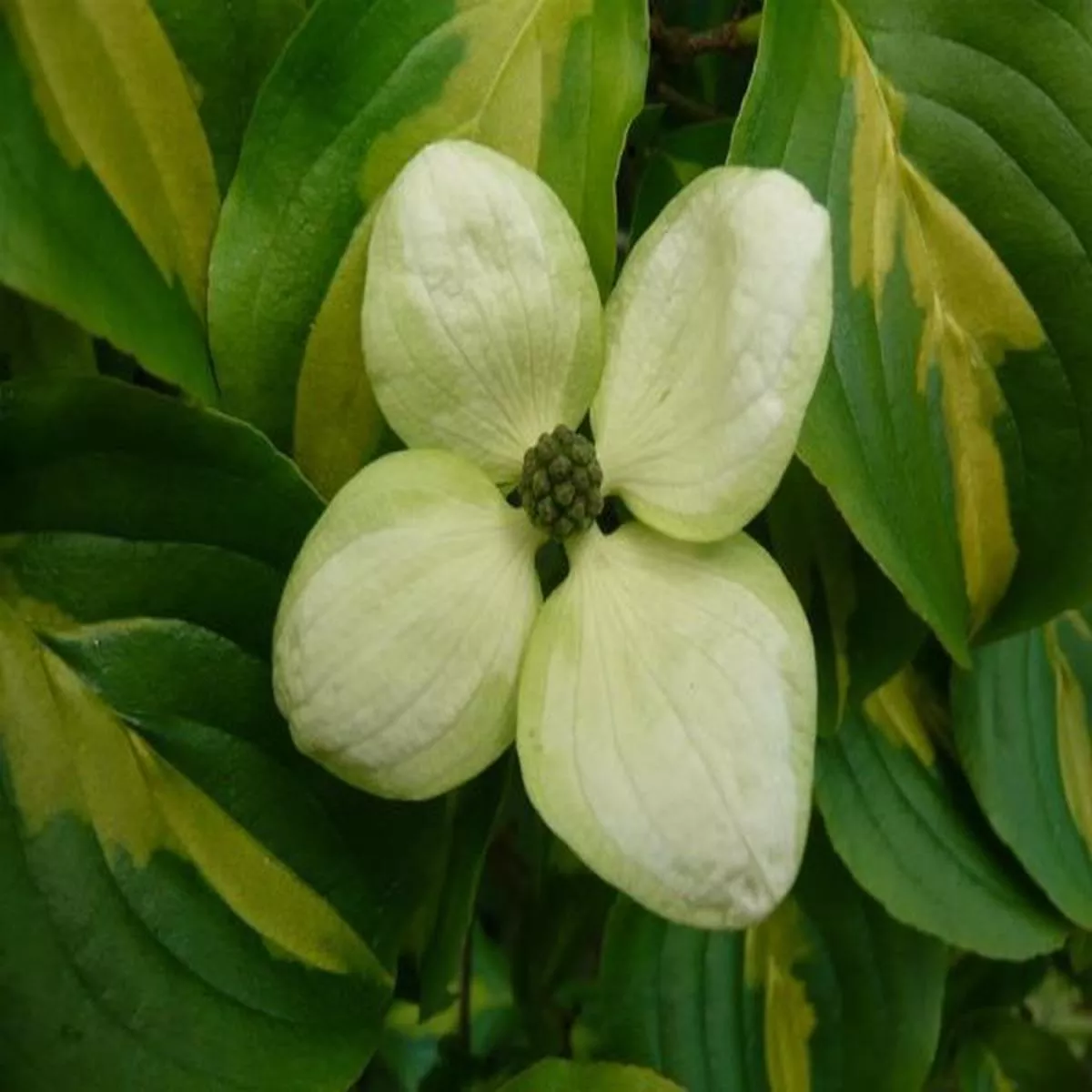 Cornus kousa Gold StarSzechuan strawberry