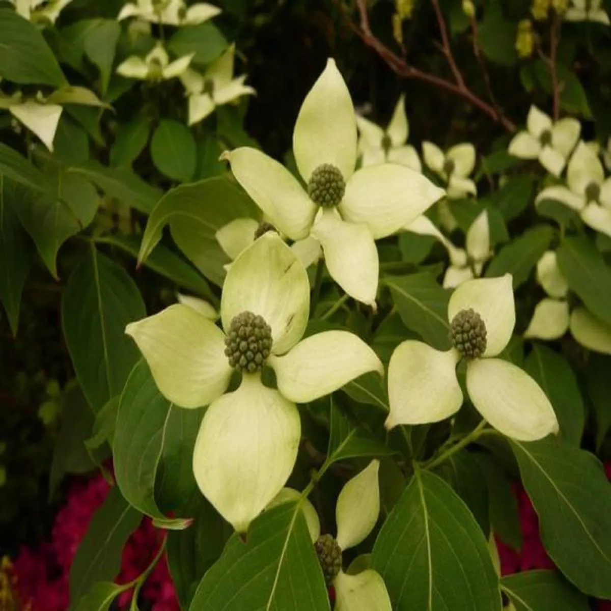 Cornus kousa Great StarSzechuan strawberry