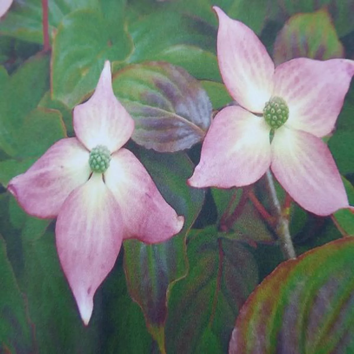 Cornus kousa KeaSzechuan strawberry