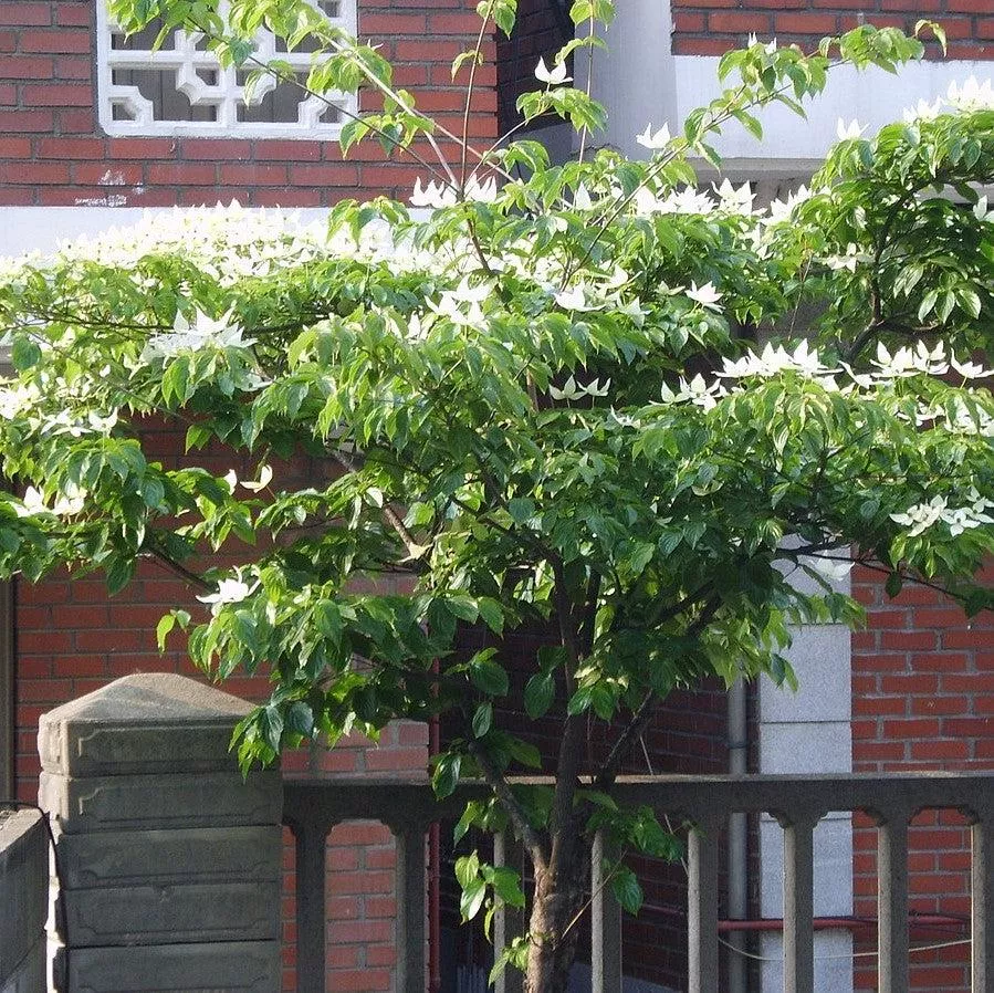 Cornus kousa- Kousa Dogwood