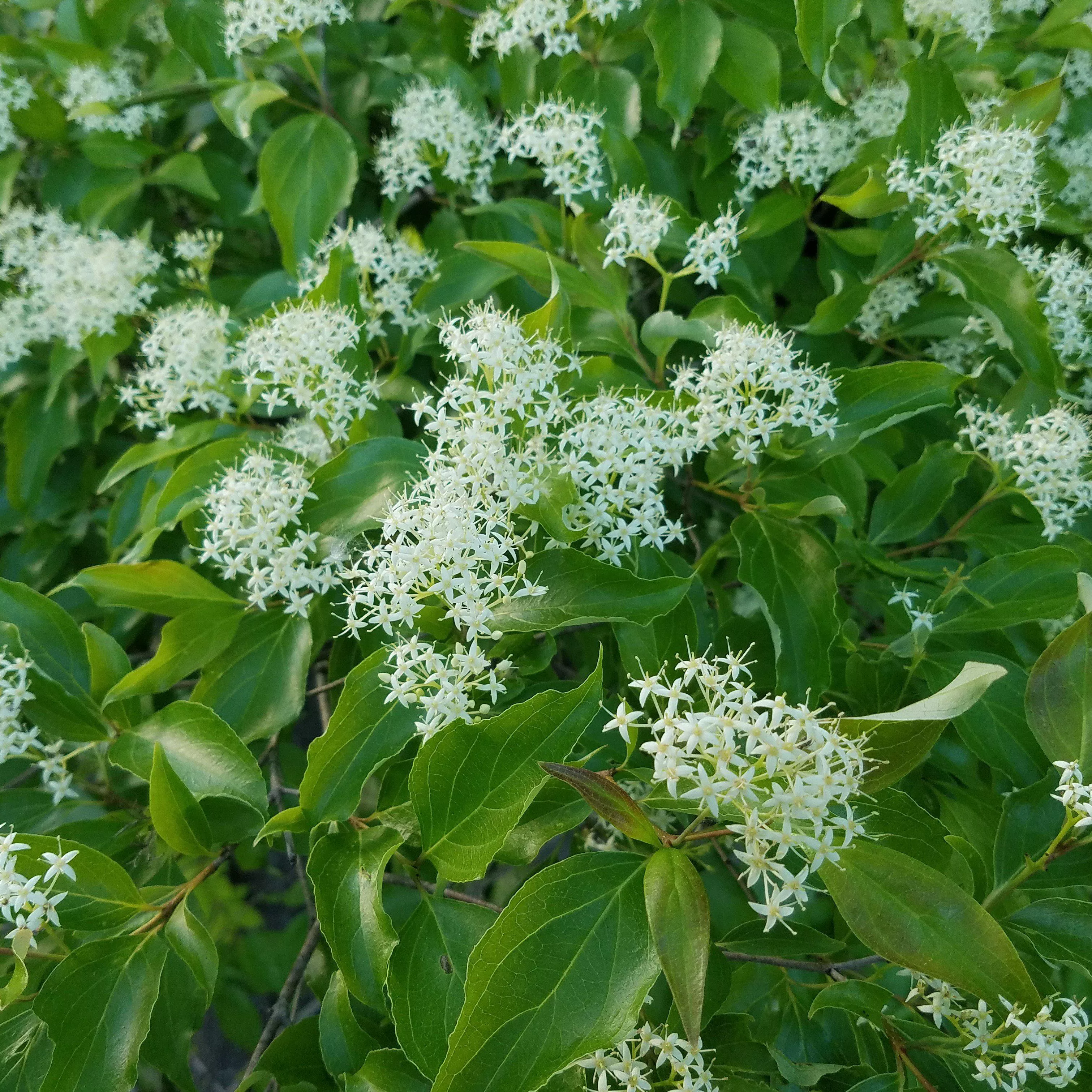 Cornus racemosa- Gray Dogwood