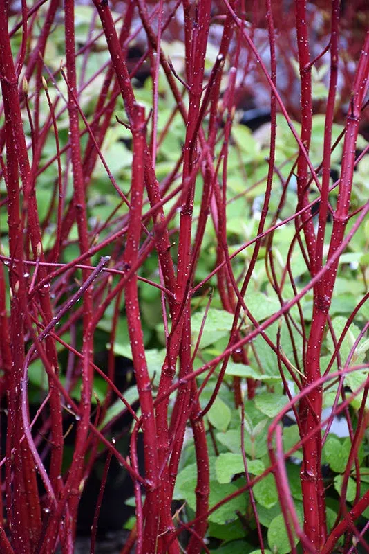 Cornus Red Twig Dogwood - 5 Gallon Pot