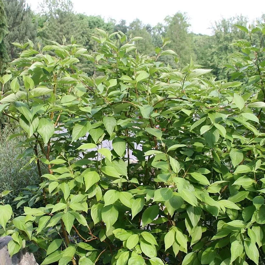 Cornus sericea 'Baileyi'- Bailey Red Twig Dogwood